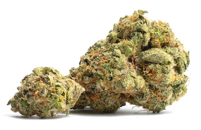Home_picture_canna